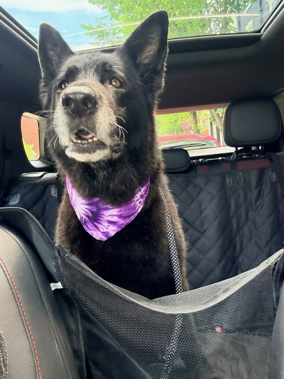 Pet riding in the car for transportation