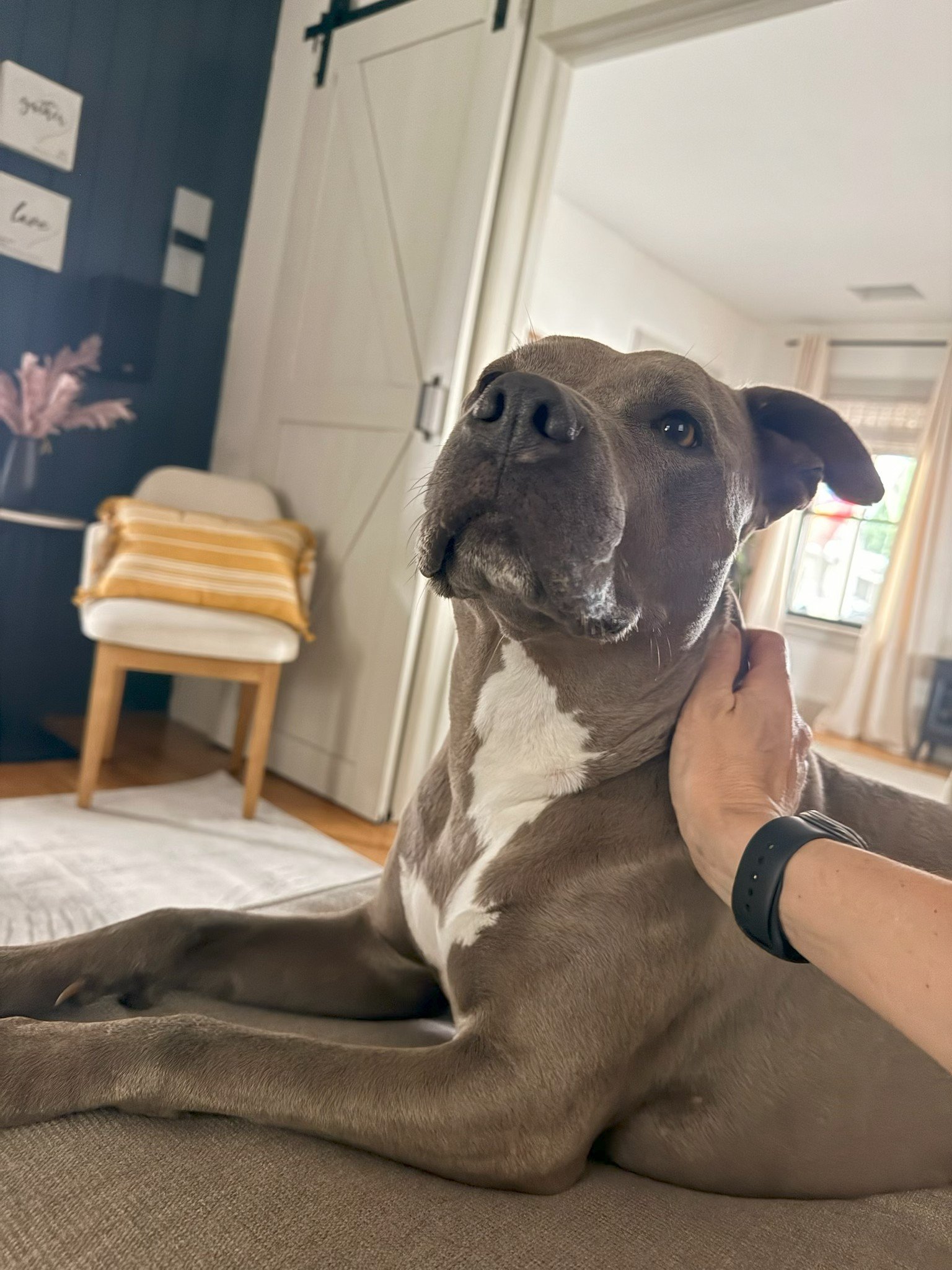 Pet being cared for in a home setting