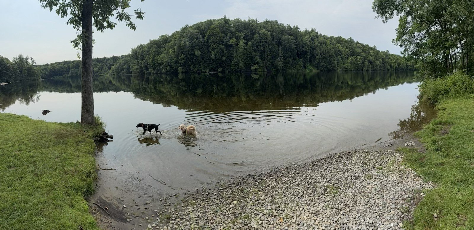 Dogs walking through the water