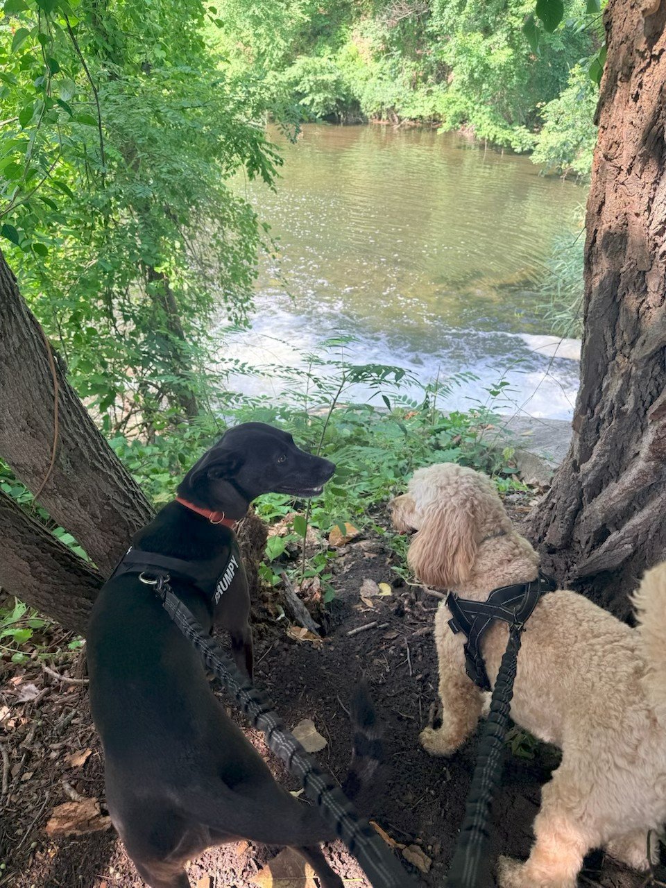 Pet walking along a wooded path