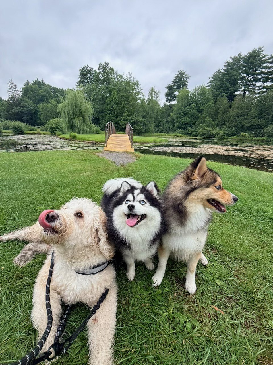 Pet exploring the woods on an adventure walk