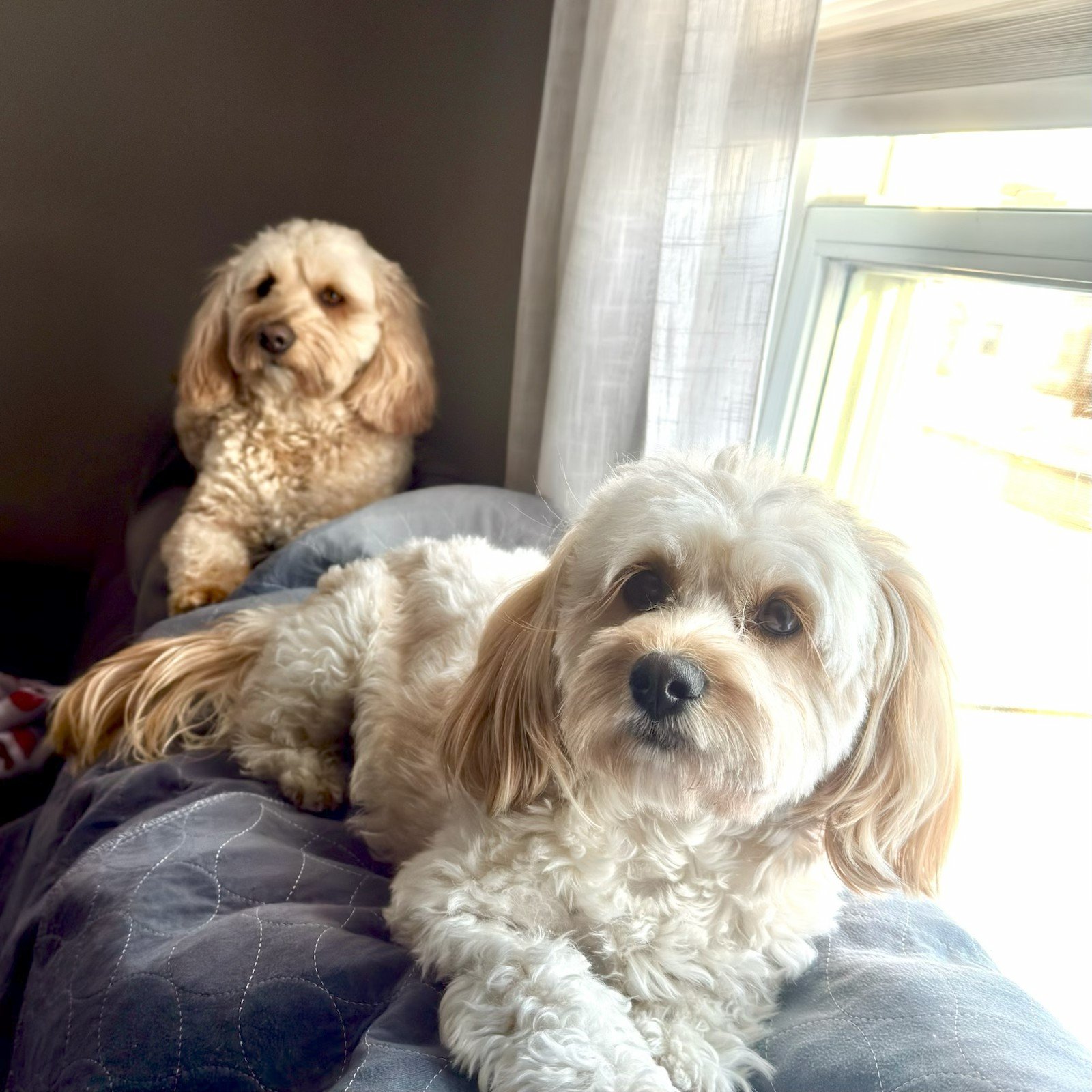 Pet resting comfortably during boarding